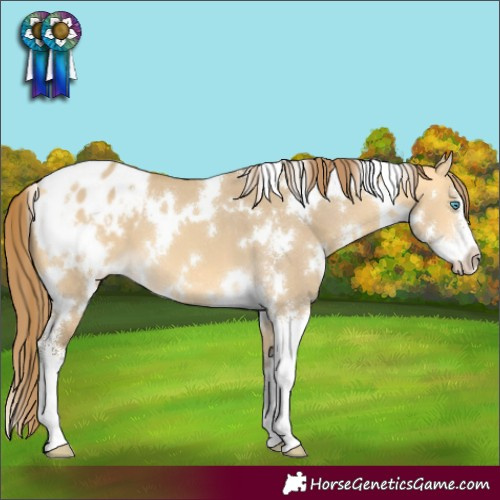 Horse Color:White Spotted Amber Cream Champagne Dun Sabino Appaloosa 