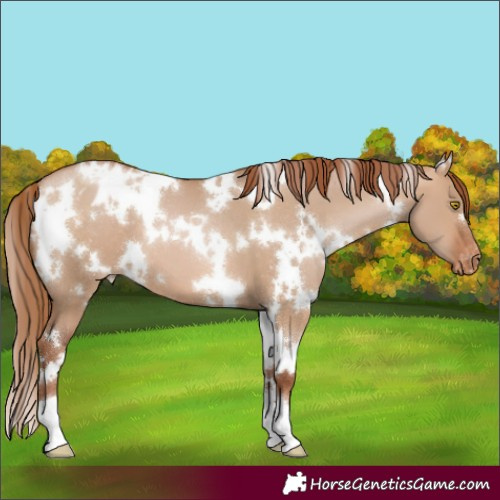 Horse Color:Unknown 