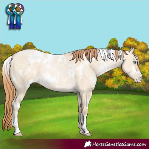 Horse Color:White Spotted Buckskin Pearl Dun Appaloosa 