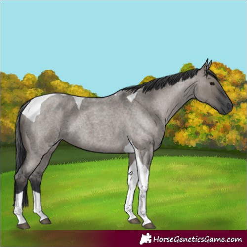 Horse Color:Grullo Roan Tobiano