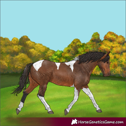 Horse Color:Bay Tobiano 