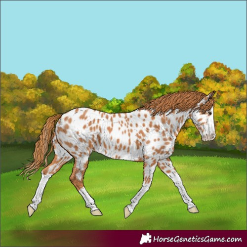 Horse Color:Chestnut Splash Appaloosa