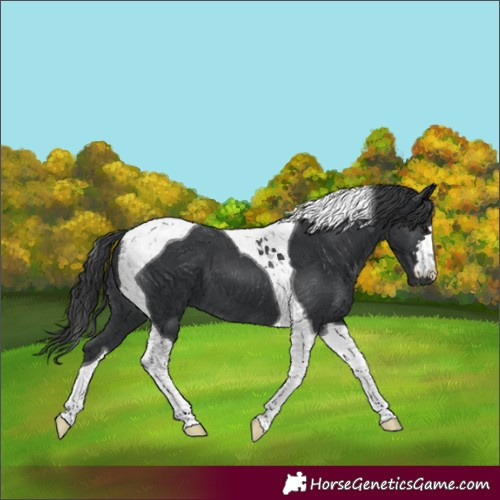 Horse Color:Black Tobiano