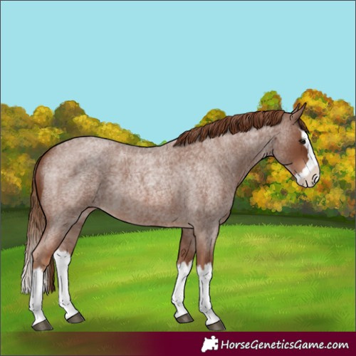 Horse Color:Red Roan Splash