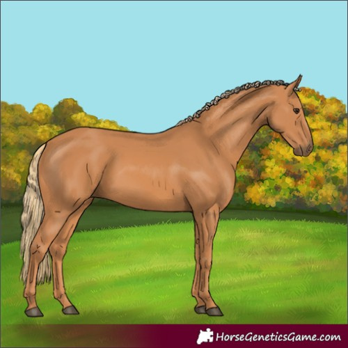 Horse Color:Chestnut 