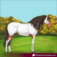 Horse Color:Bay Tobiano Appaloosa
