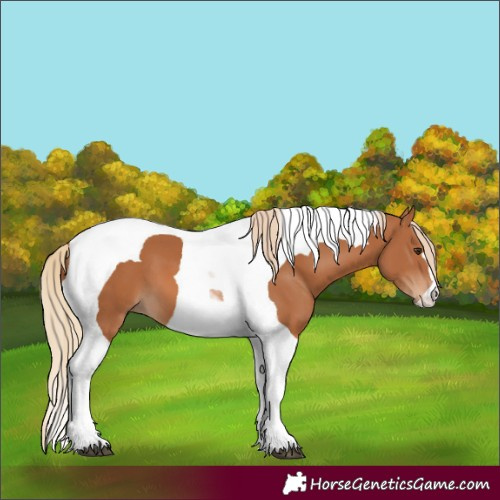 Horse Color:Chestnut Tobiano