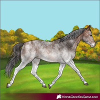 Horse Color:White Spotted Bay