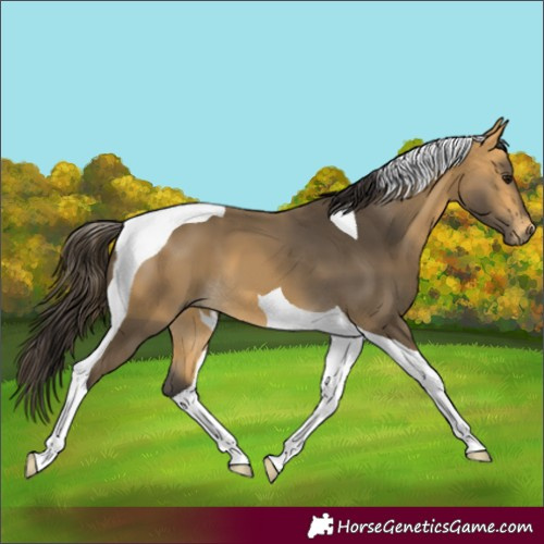 Horse Color:Buckskin Tobiano