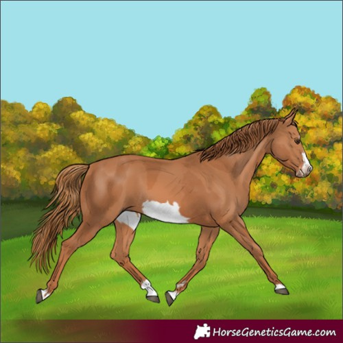 Horse Color:Chestnut Splash Frame and Chestnut Splash Frame