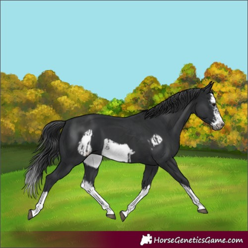 Horse Color:Black Splash Frame  and Black Splash Frame 