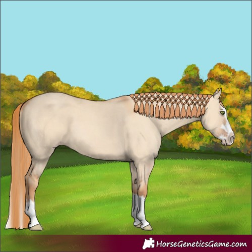 Horse Color:Gold Champagne Dun Splash 