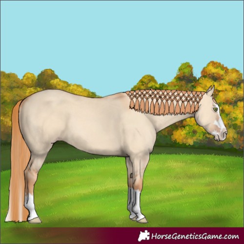 Horse Color:Gold Champagne Dun Splash 