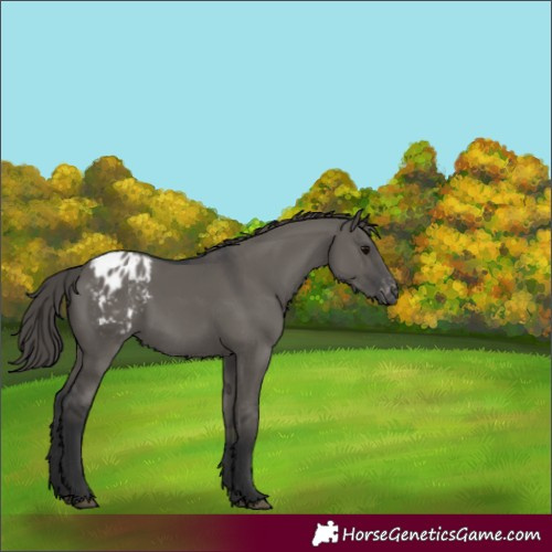 Horse Color:Grullo Appaloosa