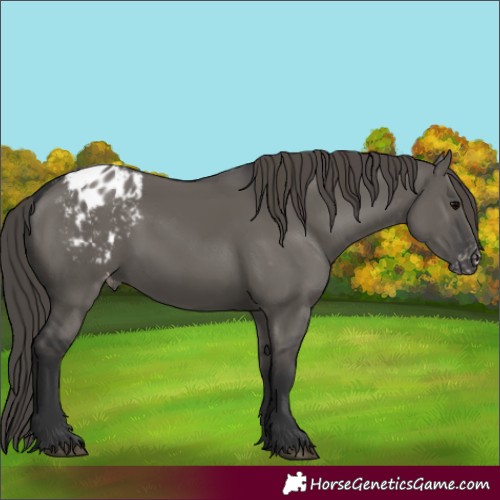 Horse Color:Grullo Blanket