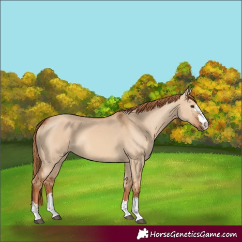 Horse Color:Red Dun