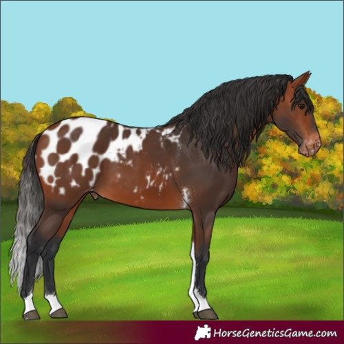 Horse Color:Bay Tobiano Appaloosa 