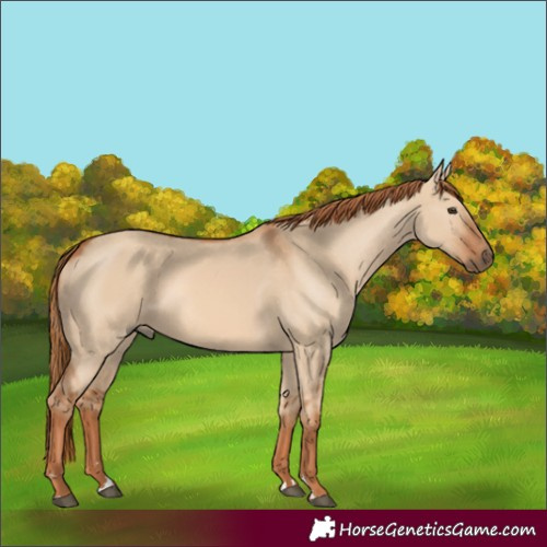 Horse Color:Red Dun