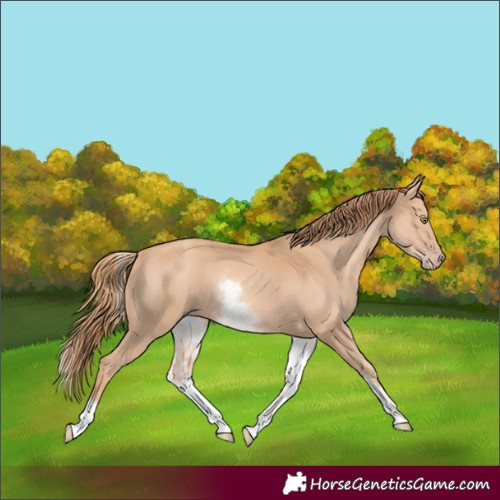 Horse Color:White Spotted Gold Champagne
