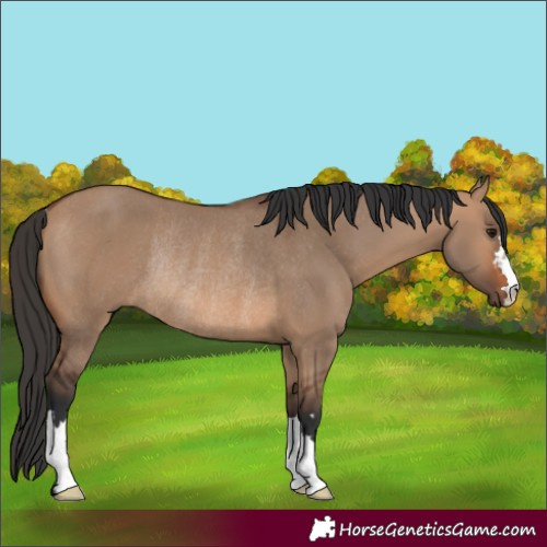 Horse Color:Bay Dun Rabicano 