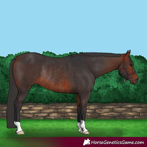 Horse Color:Bay Rabicano 