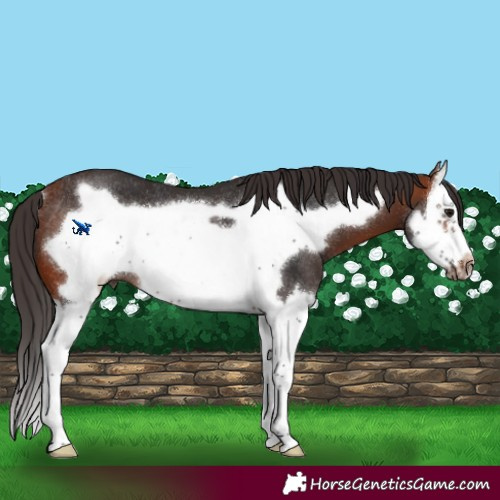 Horse Color:Bay Sabino Splash Frame Rabicano 