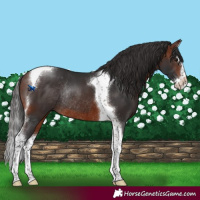 Horse Color:Brown Splash Tobiano Rabicano 
