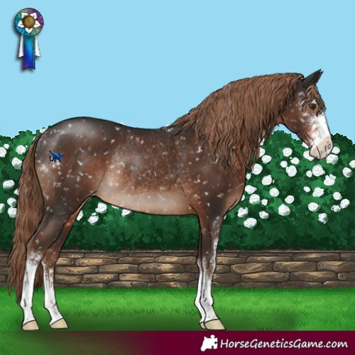 Horse Color:Liver Chestnut Sabino Appaloosa Rabicano