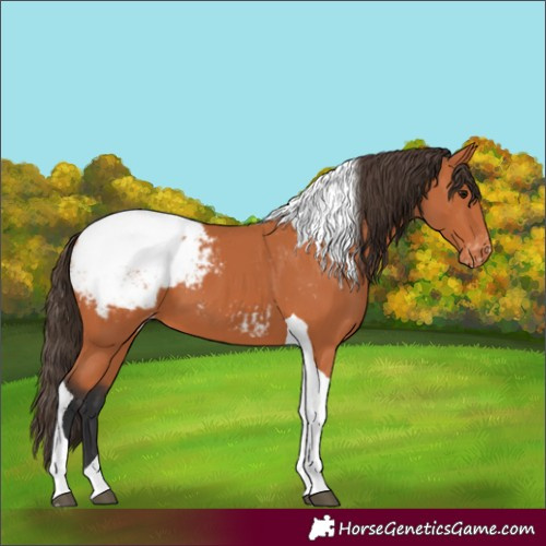 Horse Color:Bay Tobiano Snowcap