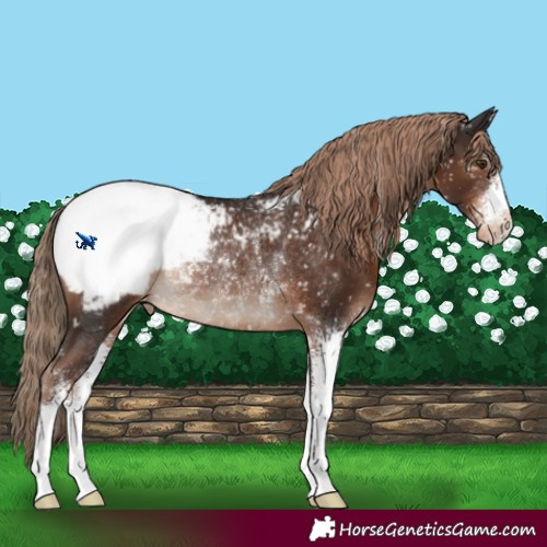 Horse Color:Liver Chestnut Sabino Appaloosa Rabicano