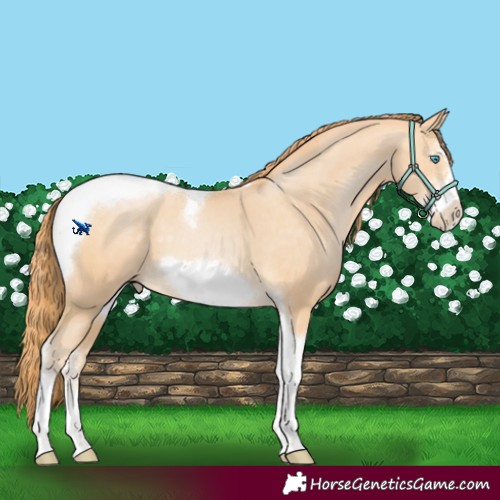 Horse Color:Buckskin Pearl Sabino Tobiano Frame