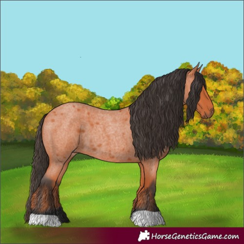 Horse Color:Bay Roan 