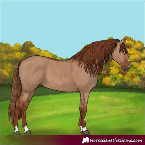 Horse Color:Red Dun 