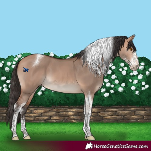 Horse Color:Bay Dun Mushroom Sabino Tobiano 