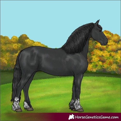 Horse Color:Black and Black