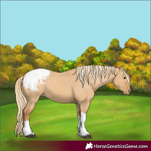 Horse Color:Unknown
