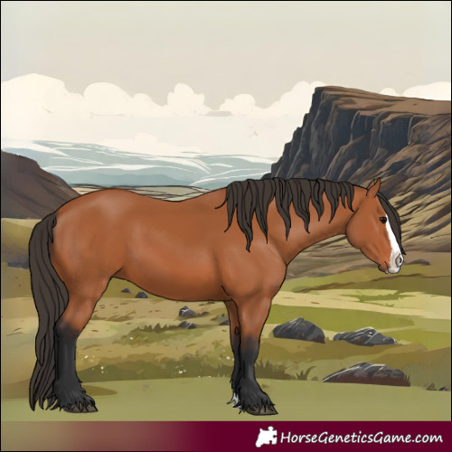 Horse Color:Bay Splash 