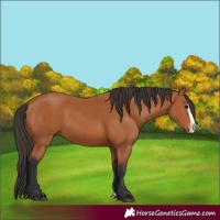 Horse Color:Bay Splash 