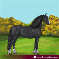 Horse Color:Black  and Black 