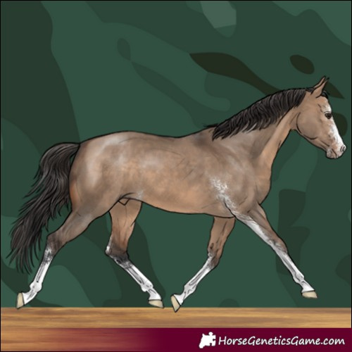 Horse Color:Brown Dun Sabino 