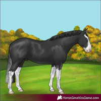 Horse Color:Black Splash 
