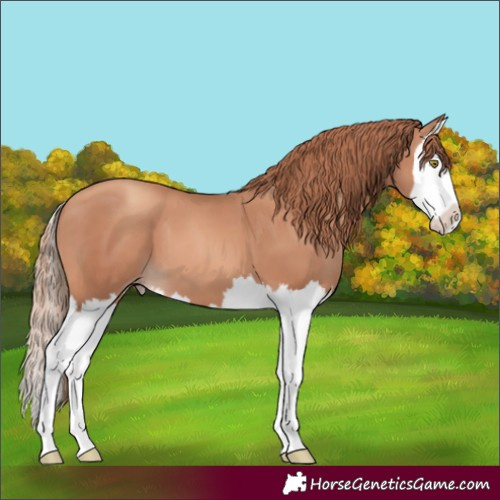 Horse Color:Gold Champagne Splash
