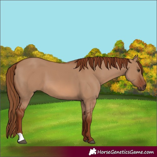Horse Color:Red Dun 