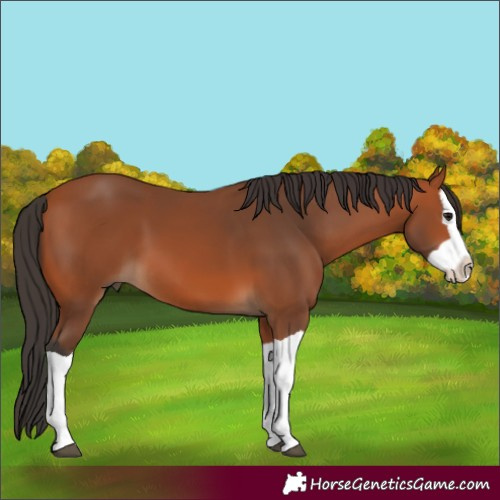 Horse Color:Bay Splash 