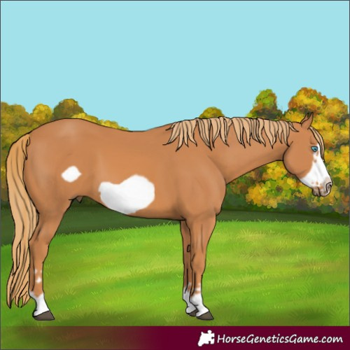 Horse Color:Chestnut Frame