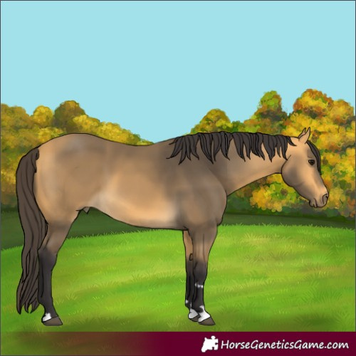 Horse Color:Buckskin