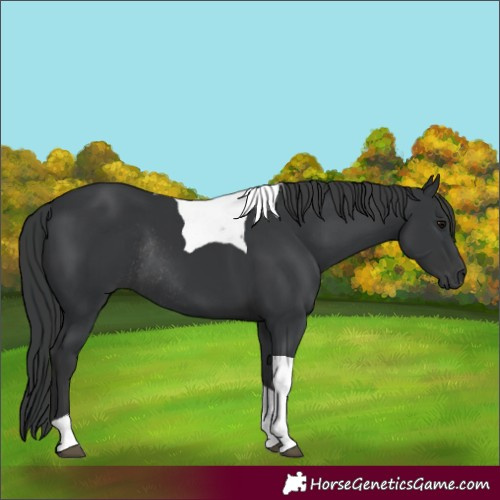Horse Color:Unknown 