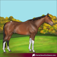 Horse Color:Bay Tobiano Rabicano 