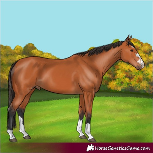 Horse Color:Bay Rabicano 