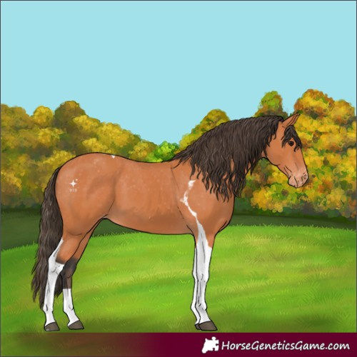 Horse Color:Bay Tobiano Appaloosa 